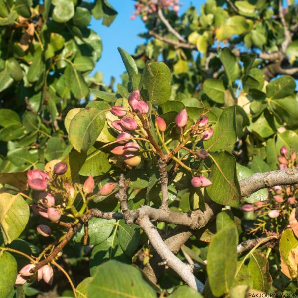 Buy Pistachio (Pista) in Pakistan – Premium Quality, Price & Benefits