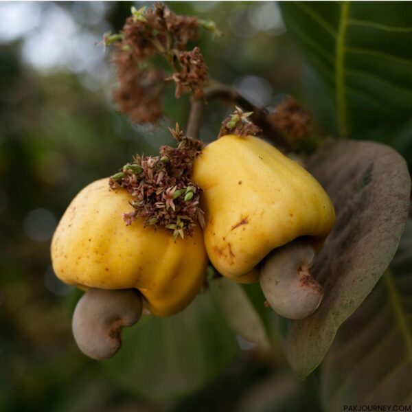 Organic Cashew Kaju Price in Pakistan
