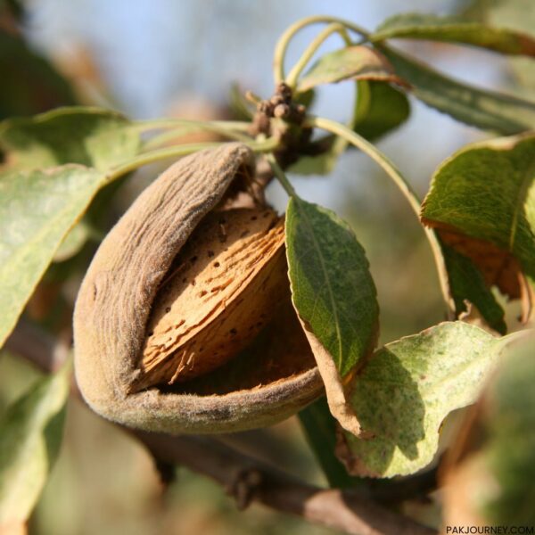 Almonds (Badam) Price in Pakistan