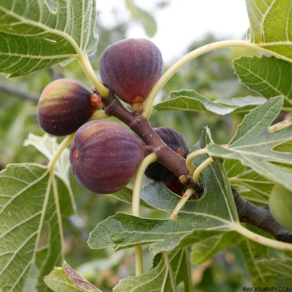 Fig Anjeer Price in Pakistan