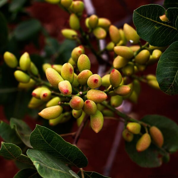 Pistachio (Pista) - Image 3