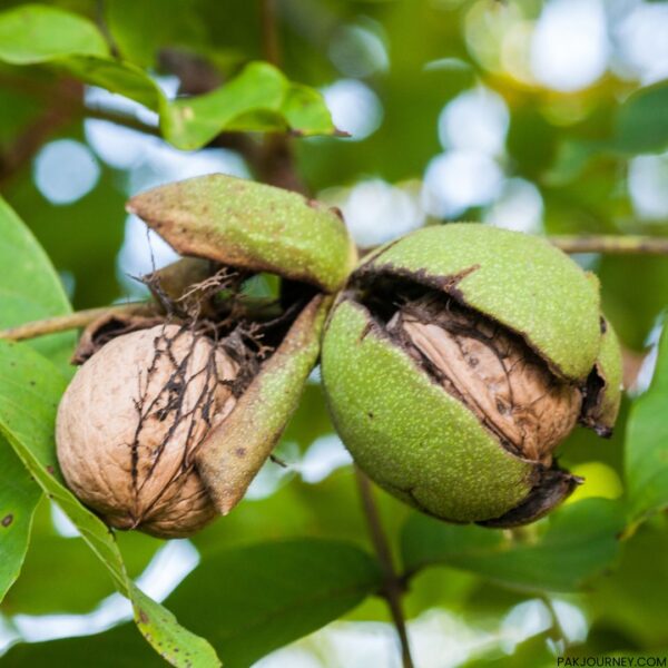 Walnut Price in Pakistan
