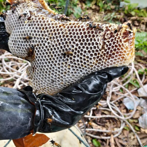 Wild Honey - Image 2