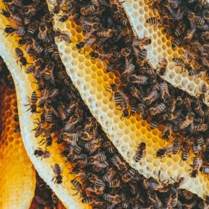 Buy Pure Wild Honey in Pakistan