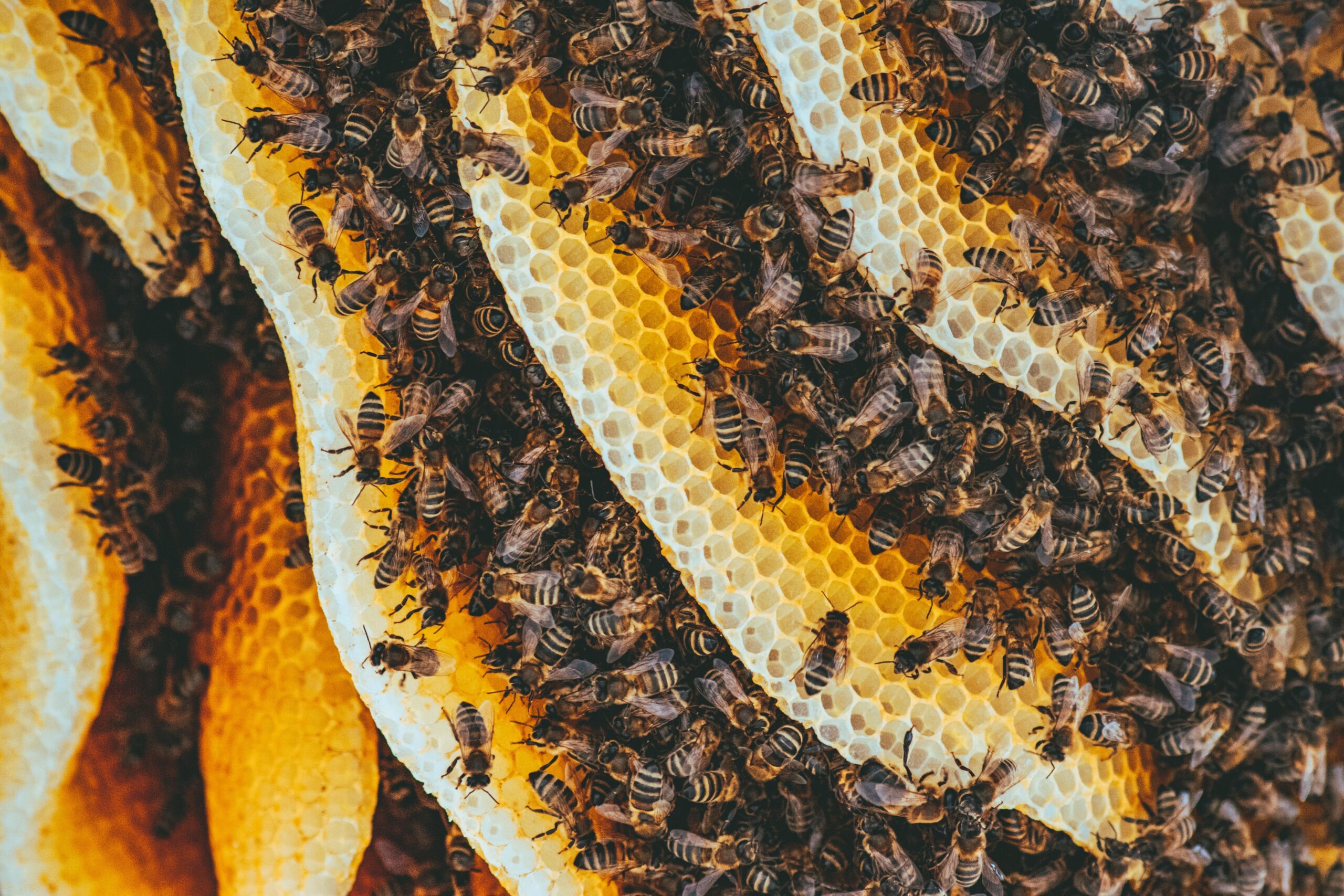 Buy Pure Wild Honey in Pakistan