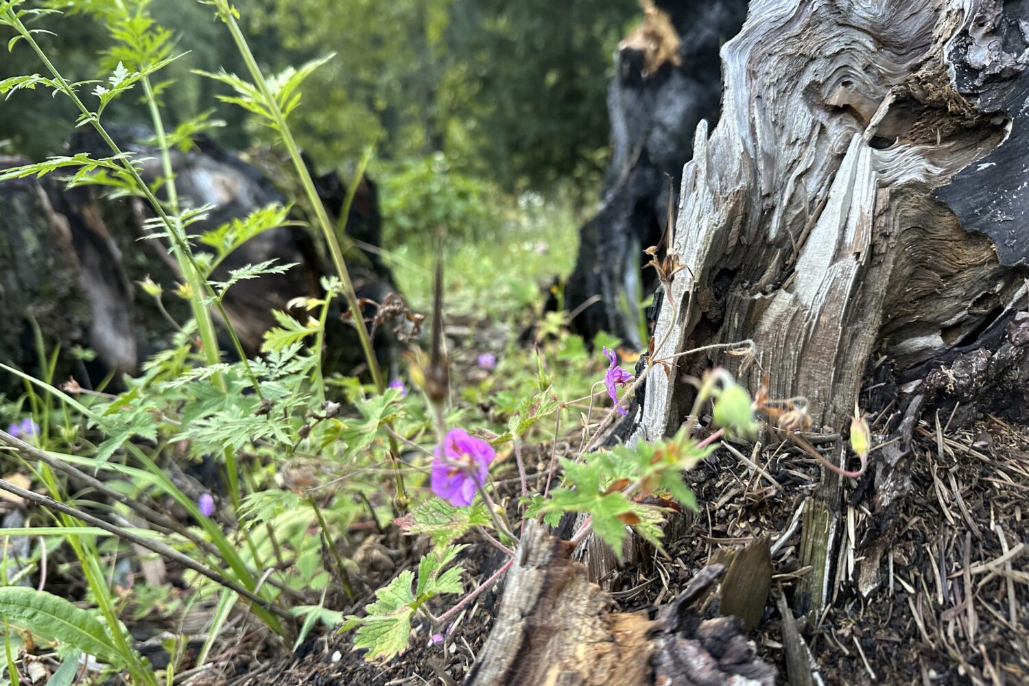 Taobat Kashmir Wild Flowers
