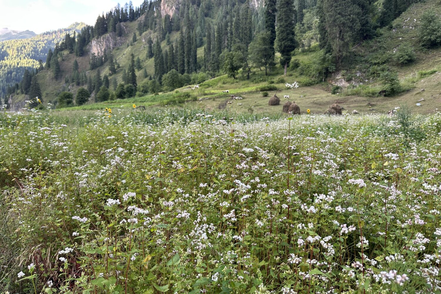 Taobat Neelum Valley