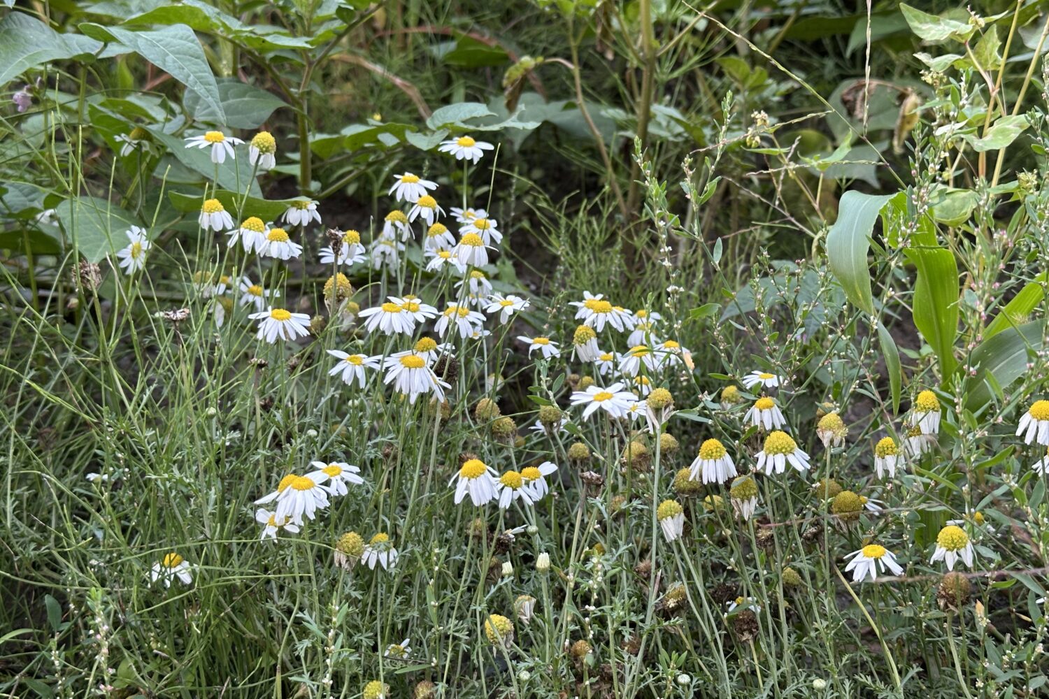 Taobat Wild Flowers