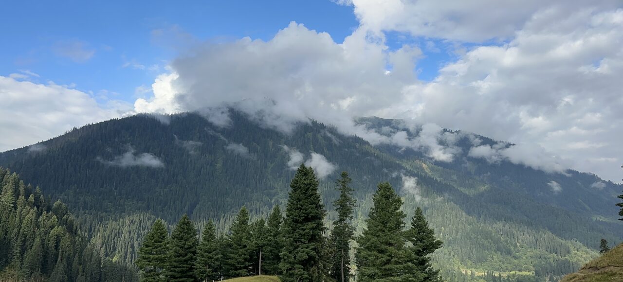 Musk Deer Wild Life Park Kashmir Pakistan