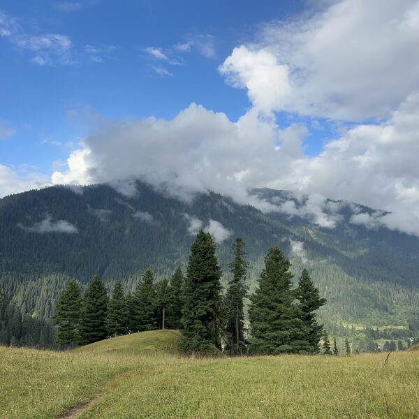 Musk Deer Wild Life Park Kashmir Pakistan