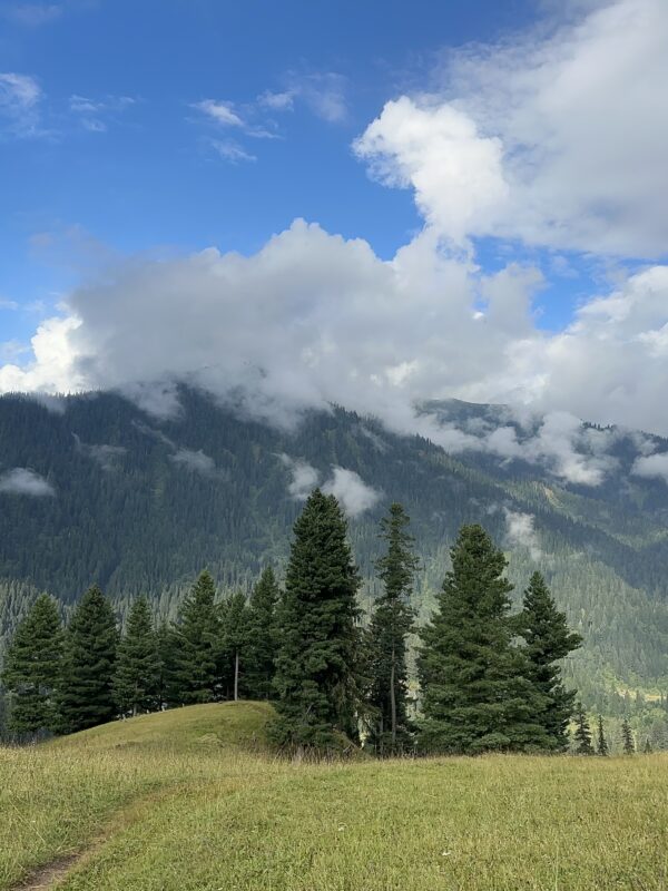 Musk Deer Wild Life Park Kashmir Pakistan