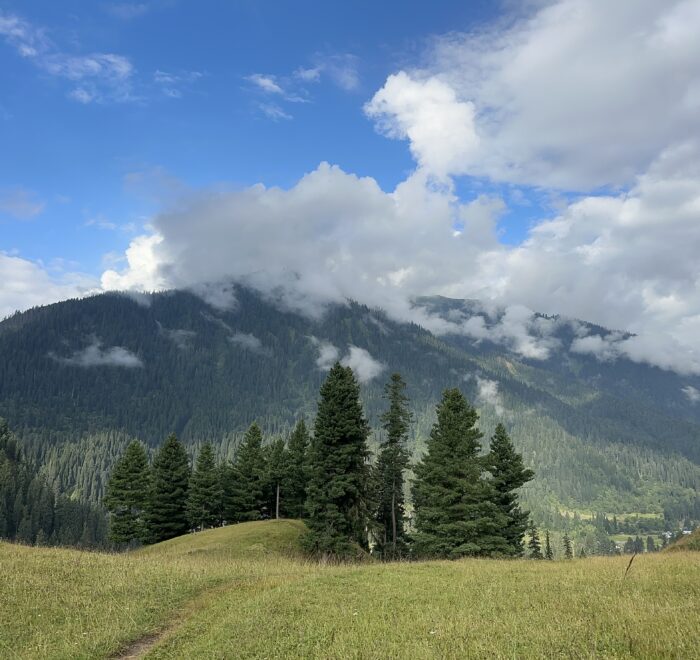 Musk Deer Wild Life Park Kashmir Pakistan