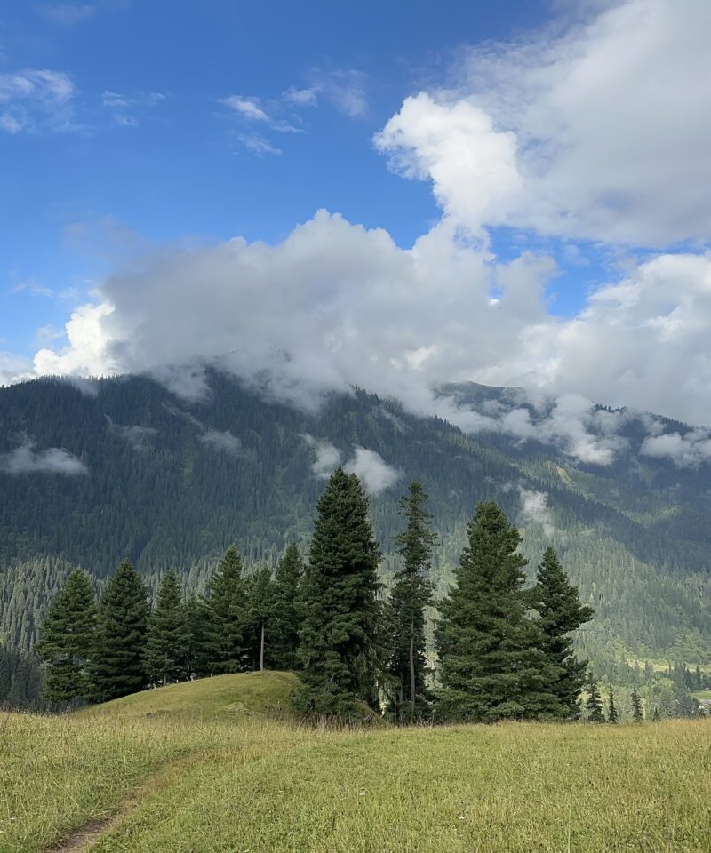 Musk Deer Wild Life Park Kashmir Pakistan
