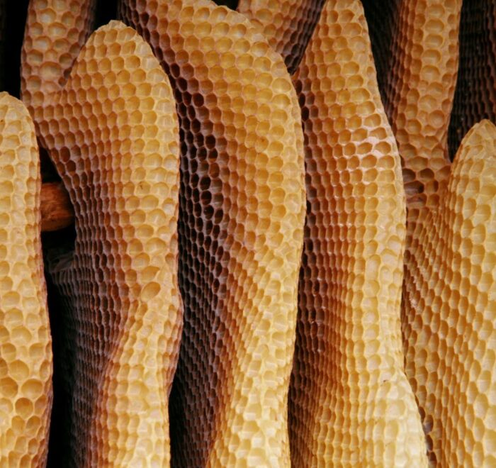 Wild Honey in Pakistan